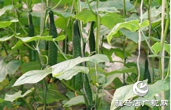 遂平县沈寨镇沈庄村：党建引领绘就乡村振兴新图景