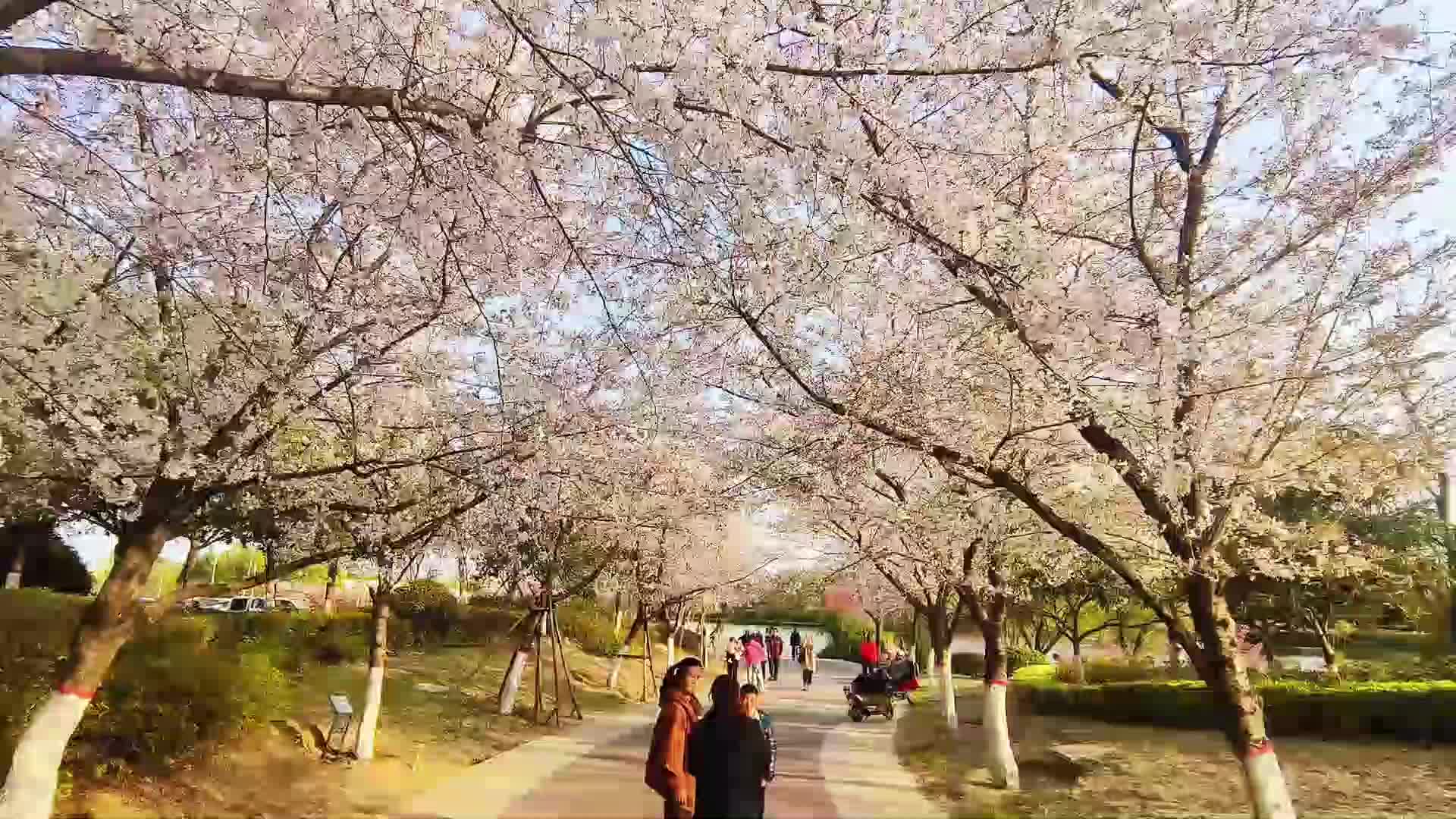 【大美天中】樱花盛开春意浓 游人如织采风忙