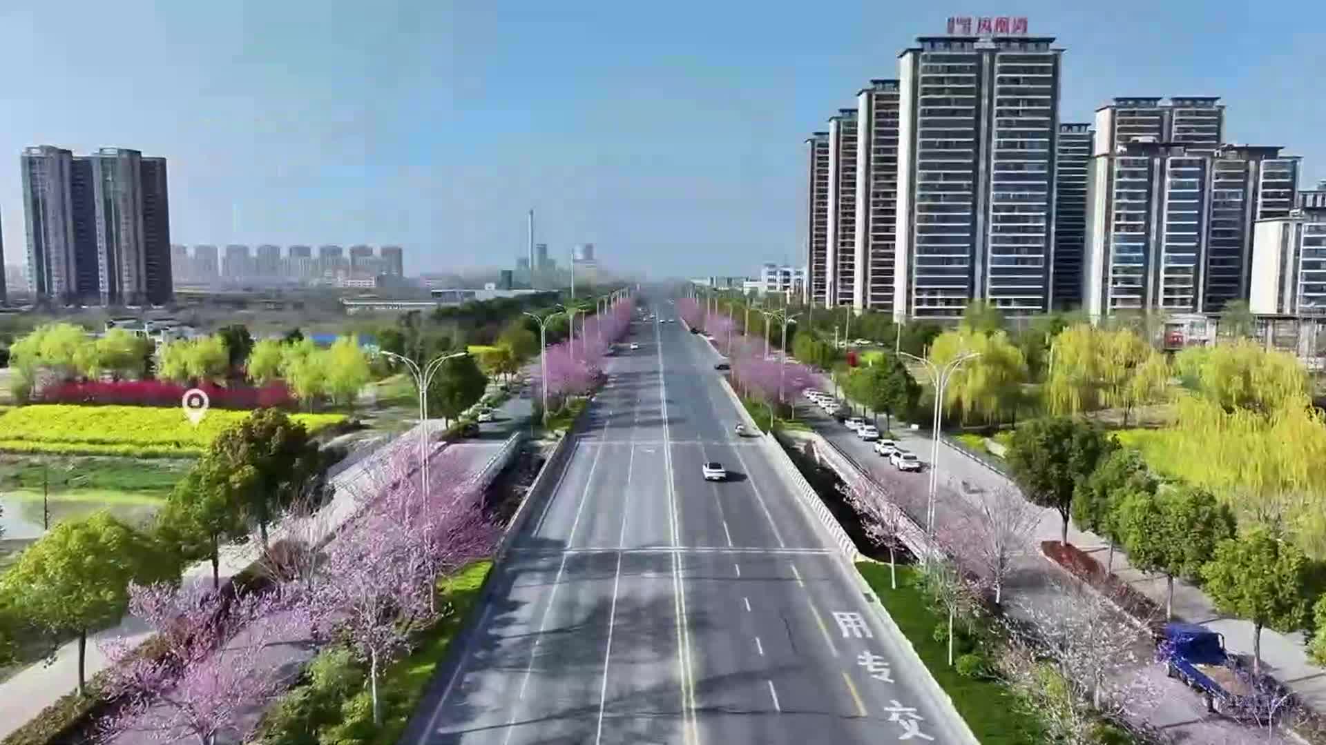 【大美天中】姹紫嫣红映天中 驻马店春色染长街