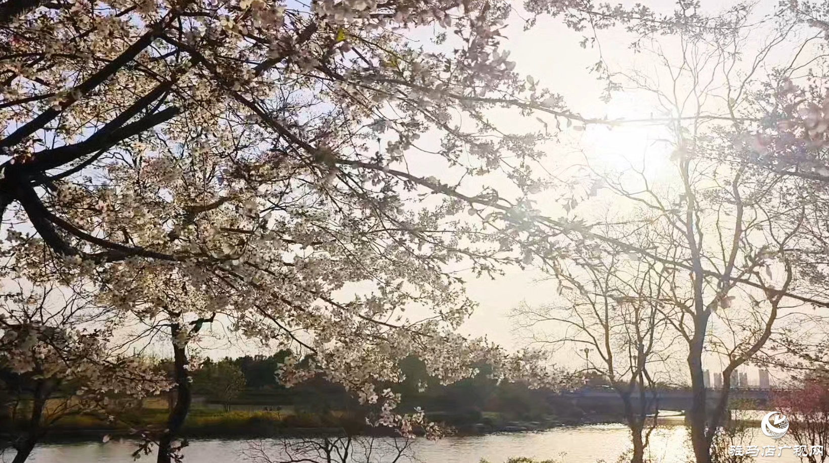 遂平玉湖公园樱花盛放 邀您共赴春日浪漫之约