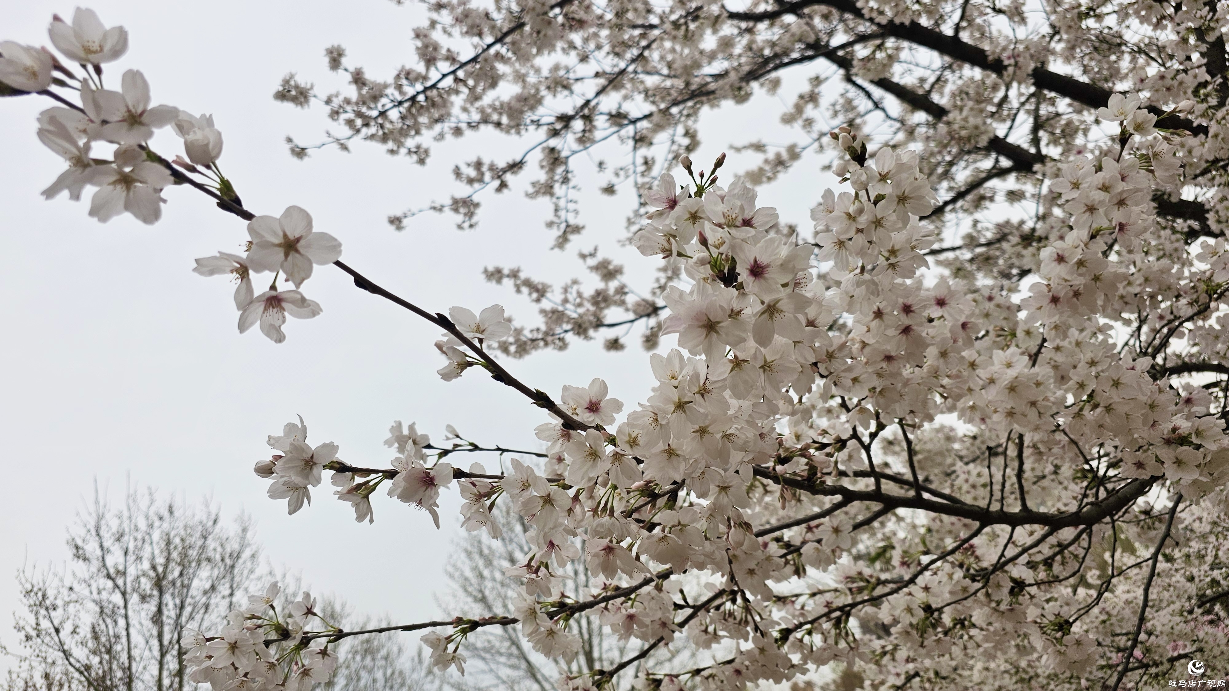 遂平玉湖公园樱花盛放 邀您共赴春日浪漫之约