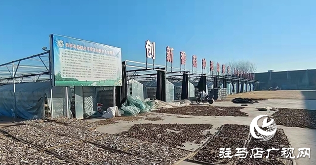 泌阳县花园街道：着力推动食用菌特色产业创建