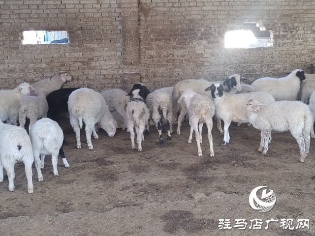 驻马店市动物防疫检疫中心发布4月份动物预警预报