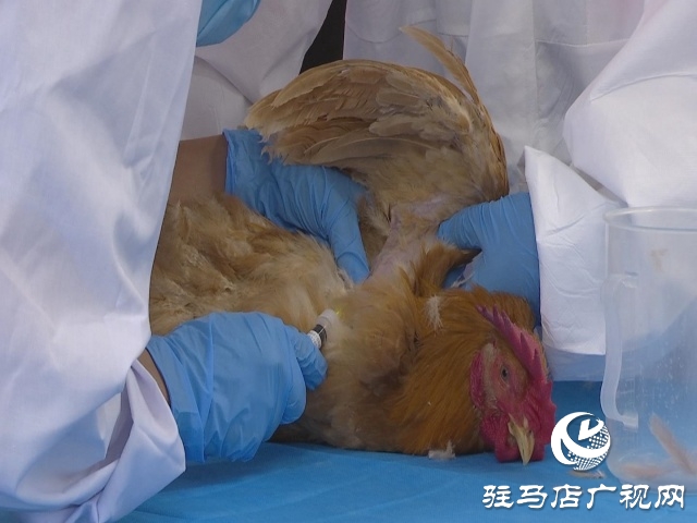 驻马店市动物防疫检疫中心发布4月份动物预警预报