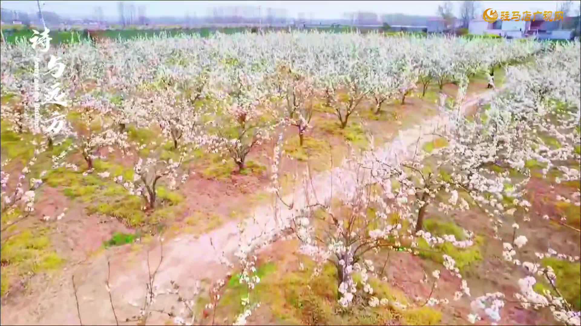 【大美天中】平舆县东皇街道：梨花绽放引客来