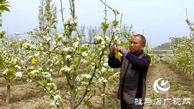 正阳县：果树管理正当时 绘就乡村好“丰”景