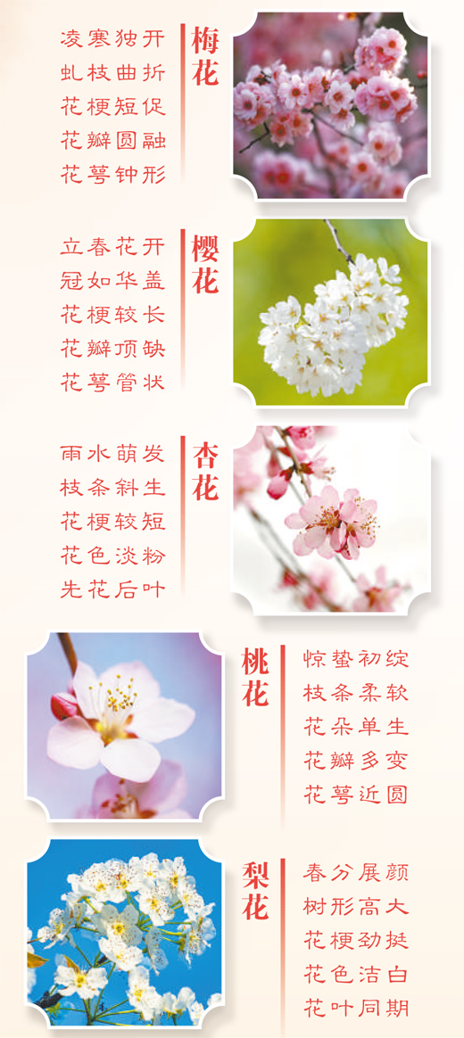 春天里的这些花，如何分辨？