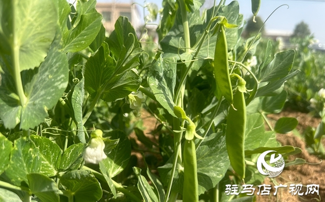泌阳县郭集镇：小豌豆撬动大产业 特色种植赋能乡村振兴