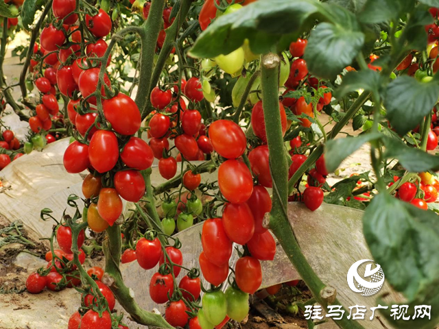 驿城区：特色种植结出致富果 农旅融合绘乡村振兴新图景