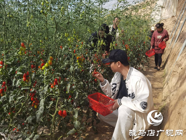 驿城区：特色种植结出致富果 农旅融合绘乡村振兴新图景