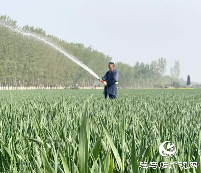 驻马店：加强孕穗期麦田管理 确保小麦丰产丰收
