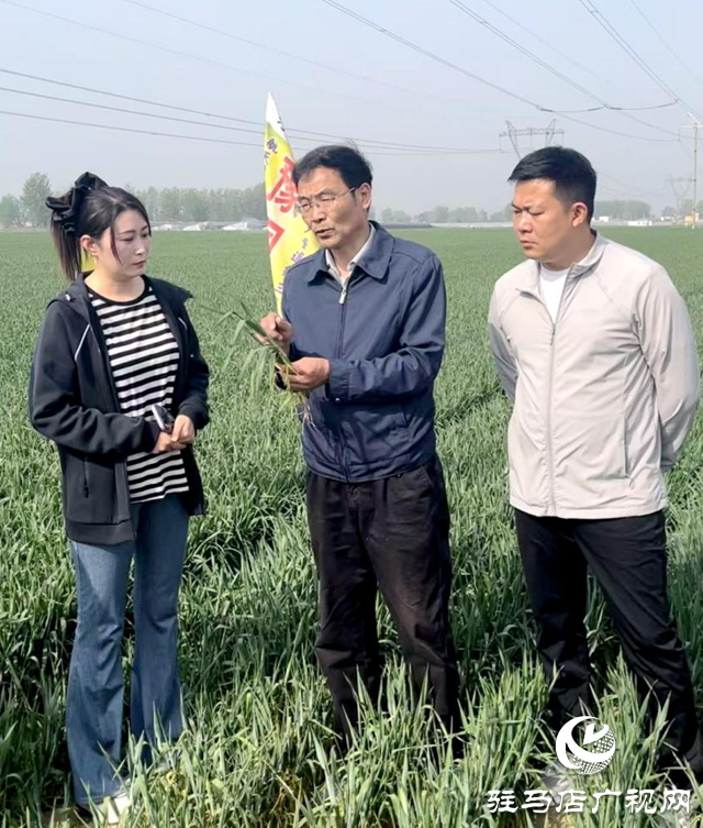 驻马店：加强孕穗期麦田管理 确保小麦丰产丰收