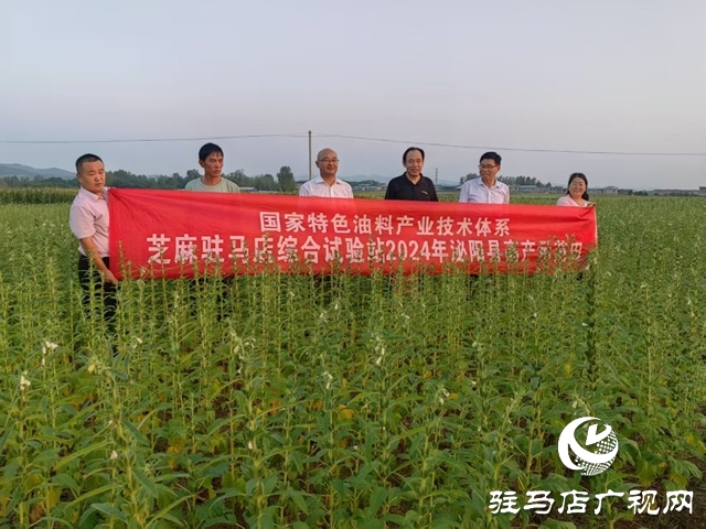 特色油料产业调研组到泌阳县调研芝麻产业发展