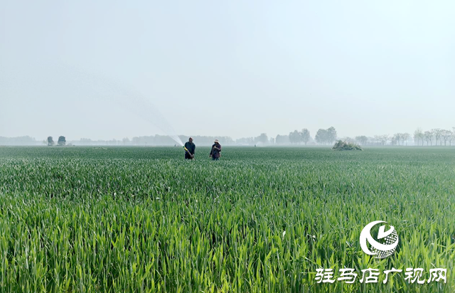 驿城区沙河店镇：干群联动保春管 科学浇水护粮安全