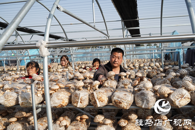 泌阳县杨家集镇：食用菌产业遍地开花