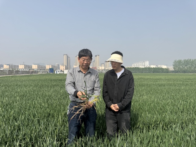 农业专家支招小麦田间管理 及时补水补肥保丰收