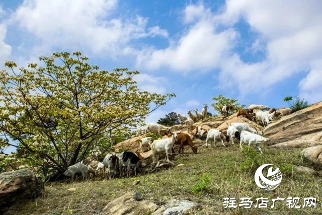 泌阳县：人间四月芳菲尽 桐花似雪染春山