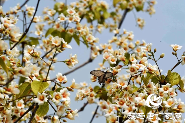 泌阳县：人间四月芳菲尽 桐花似雪染春山