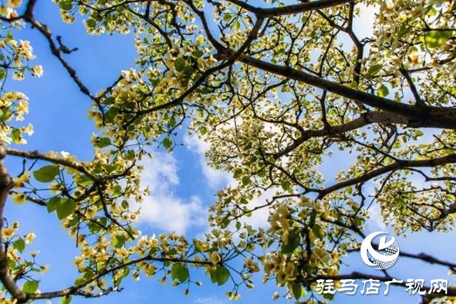 泌阳县：人间四月芳菲尽 桐花似雪染春山