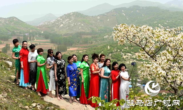泌阳县：人间四月芳菲尽 桐花似雪染春山
