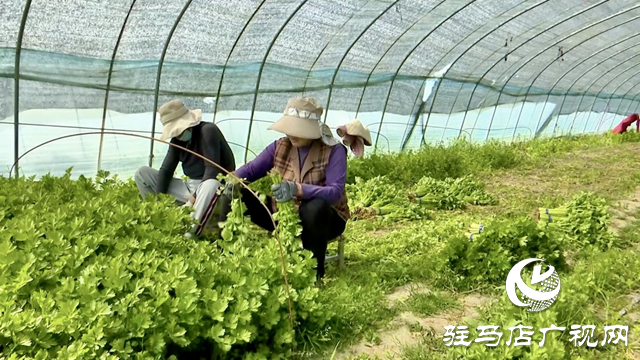 正阳县新阮店乡万马村：有机果蔬种植激活乡村振兴“新引擎”