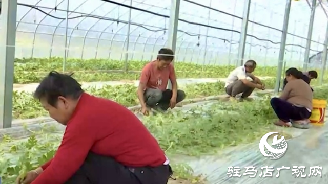 正阳县新阮店乡万马村：有机果蔬种植激活乡村振兴“新引擎”