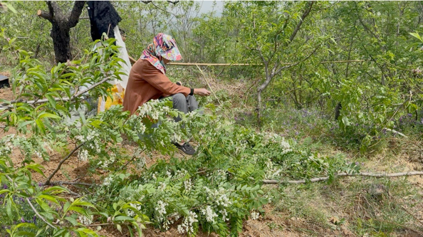 槐花虽美味 采摘要文明