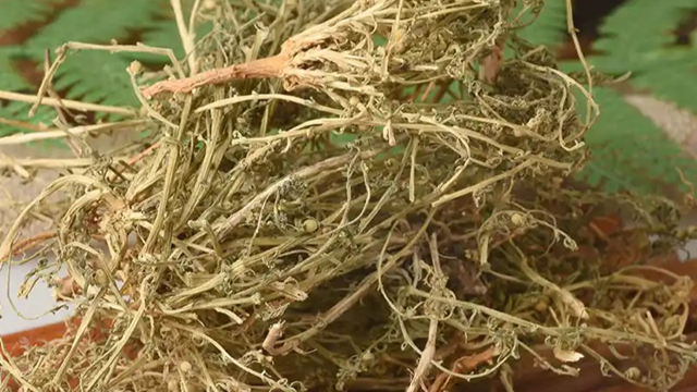 天中道地药材——百蕊草