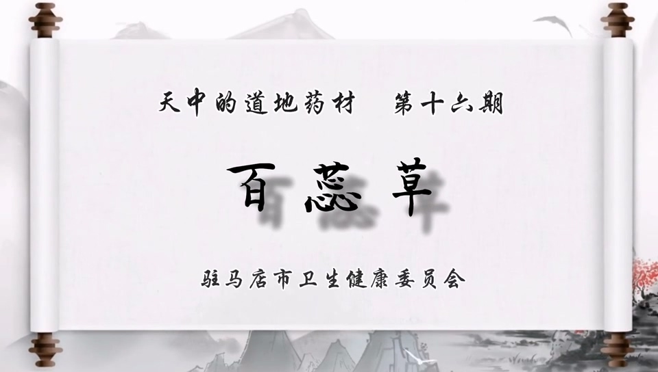 天中道地药材——百蕊草