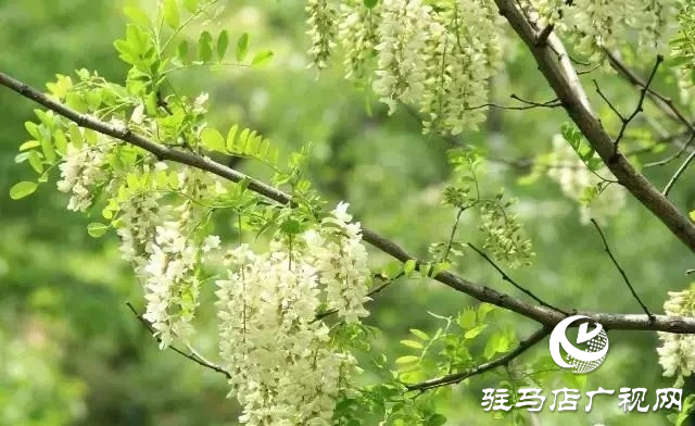 泌阳老鹰山：四季美如油画