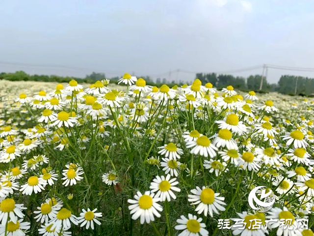 泌阳县王店镇第九届“芳香游”即将启幕 千亩花海邀客共赴春日盛宴