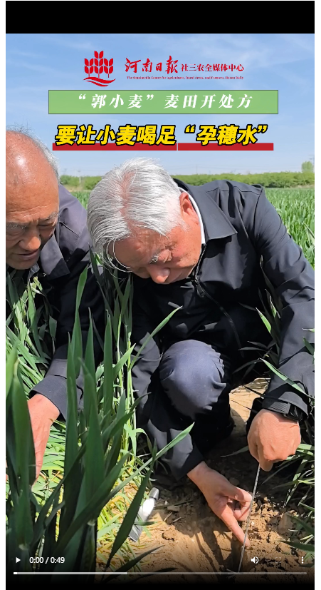 “郭小麦”麦田开处方：让小麦喝足“孕穗水”
