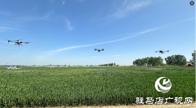 中原农险驻马店市分公司：冬小麦“一喷三防”飞防作业 护航夏粮丰产丰收‌