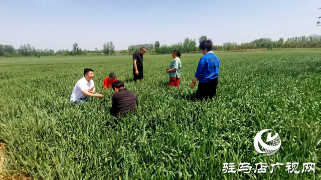党建领航创“五星”  任马庄村绘就“绿富美”振兴图