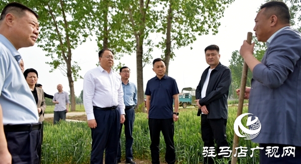 平舆县委副书记、县长李磊调研抗旱及“一喷三防”、病虫害防治工作   
