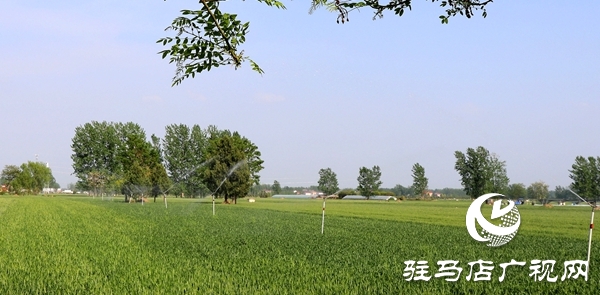 平舆县庙湾镇联合牧原企业迅速行动携手抗旱保耕