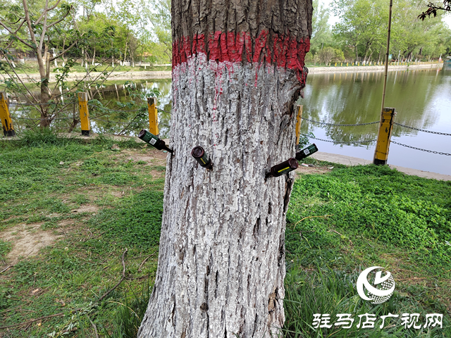 驻马店：为杨柳树“打针” 提前抑制来年飞絮