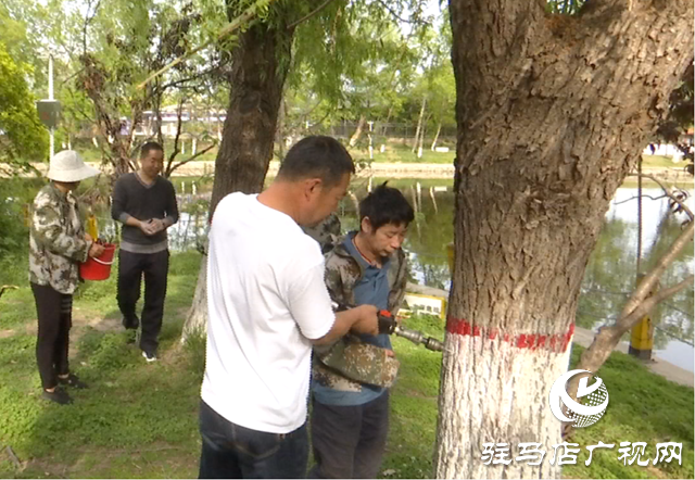 驻马店：为杨柳树“打针” 提前抑制来年飞絮