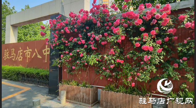 八中的蔷薇又开了。当年看花的人，还在吗？