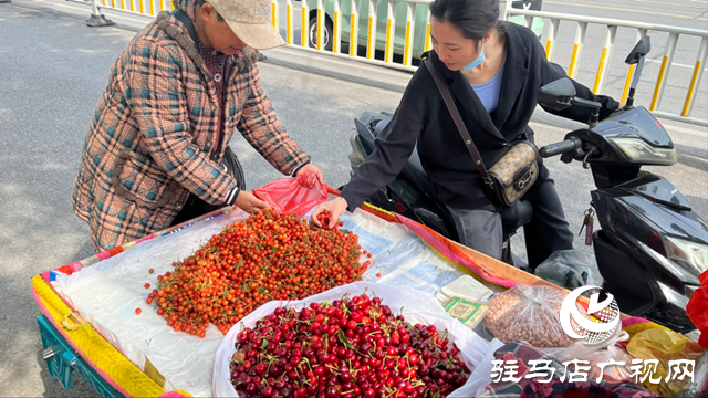 本地樱桃抢“鲜”上市 价格亲民受市民热捧