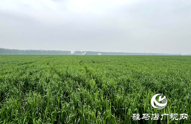 上蔡新农人林卡：黑小麦磨出金色未来 打造绿色产业链助农奔小康