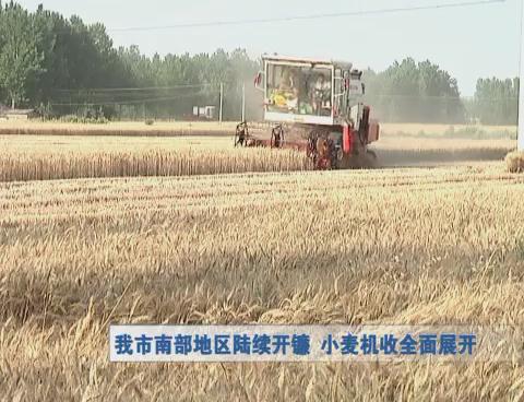 我市南部地区陆续开镰  小麦机收全面展开