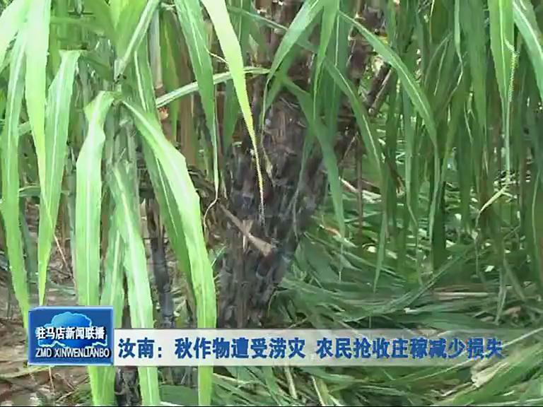 秋作物遭受旱涝 农民抢收庄稼减少损失