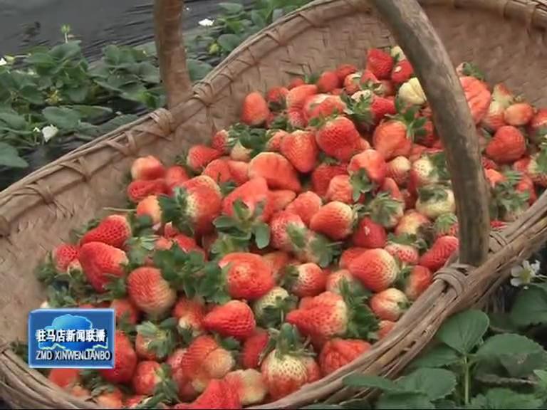 盘古乡草莓种植让农民走上致富路
